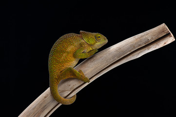 chameleon black background