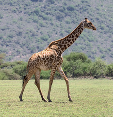 Naklejka na ściany i meble Male maasai giraffes in the Serengeti - Tanzania, East Africa