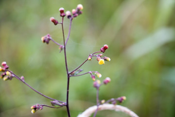 flower from forest or mountain, yellow color flower and water drop