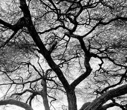 Fototapeta Detailed tree branches in Lake Manyara National Park - Tanzania, East Africa (black and white)