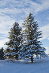 Winter Evergreen Trees covered in snow