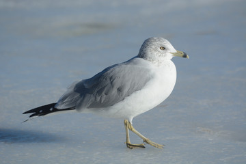 Ring billed gull walking on frozen icy winter lake