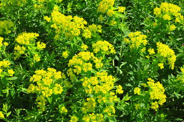 Sumpf-Wolfsmilch (Euphorbia palustris)