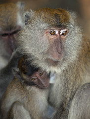Mother and baby Crab-eating Macaque Macaca fasdicularis 