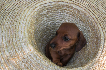 Dachshund dog in a hat