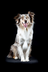 Australian Shepherd dog in black background