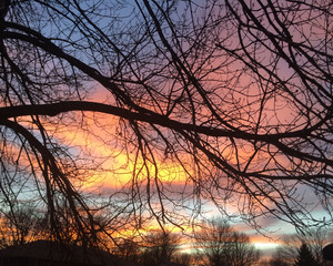 Obraz premium Sunset through limbs