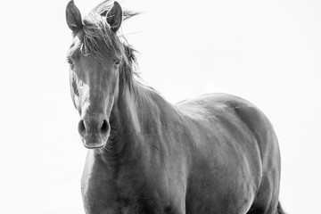 Obraz premium Horse of power