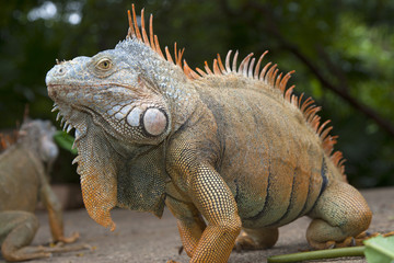 Green Iguana Igauna iguana Bay Island Honduras Carribean Ocean
