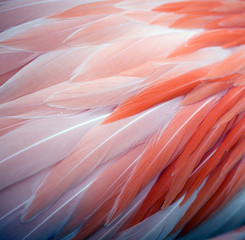 Naklejka premium Flamingo feather background