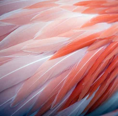 Foto auf Acrylglas Flamingo Flamingofeder Hintergrund