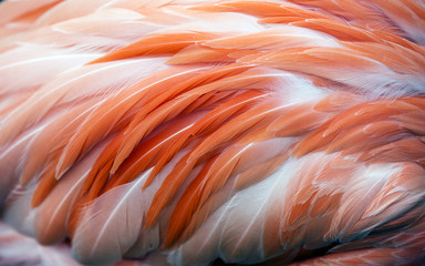 Flamingo feathers closeup