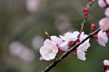 梅の花