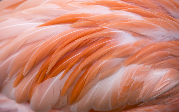 Fototapeta Flamingo pióro tło