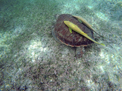 Mexican Sea Turtle underwater swimming Acumal bay 4