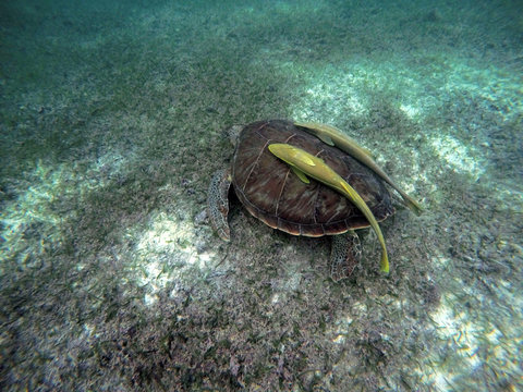 Mexican Sea Turtle underwater swimming Acumal bay 5