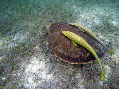 Mexican Sea Turtle underwater swimming Acumal bay 6