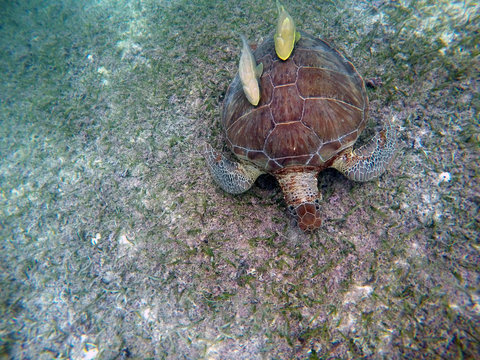 Mexican Sea Turtle underwater swimming Acumal bay 7