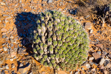 .Vegetation on Atlantic coast of Morocco