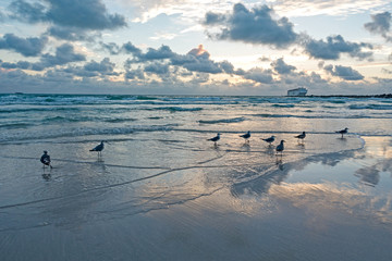 Seagulls Sunrise South Beach Miami Cruise Ship