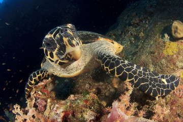 Hawksbill Sea Turtle eating coral