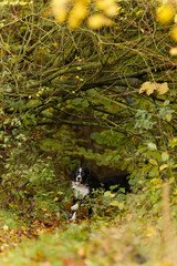 Border Collie im Herbst