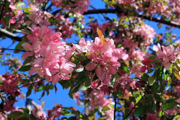 Branch of blooming apple tree