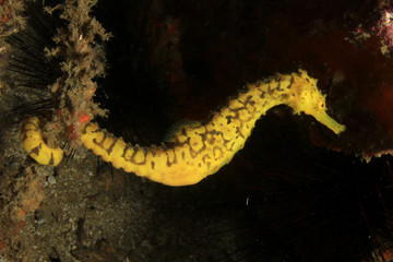 Obraz na płótnie Canvas Tigertail Seahorse yellow sea horse