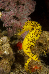 Tigertail Seahorse yellow sea horse