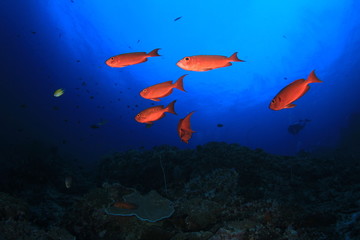 Underwater ocean coral reef and fish