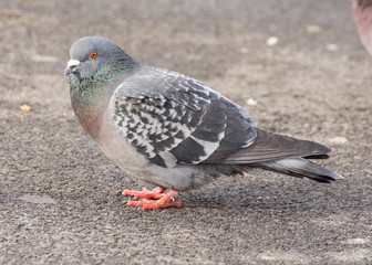 Rock Dove Perched