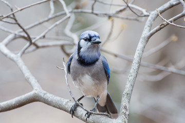 Blue Jay Perched