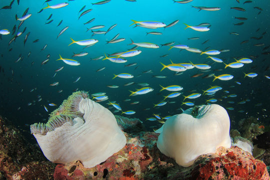 Fototapeta Underwater ocean coral reef and fish