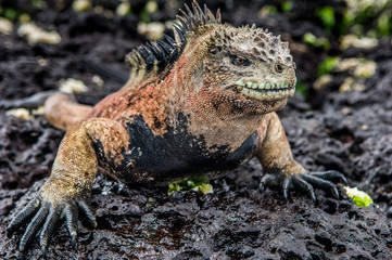 A male of Galapagos Marine Iguana resting on lava rocks (Amblyrhynchus cristatus). The marine...