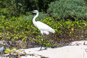 Mexican heron bird beach del carmen Yucatan 24