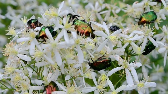 green dung-beetle (protaetia aeruginosa) bugs on white flowers. meadow summer insects, nature environment diversity 