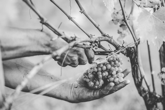 Grape harvest in the Tuscan hills.