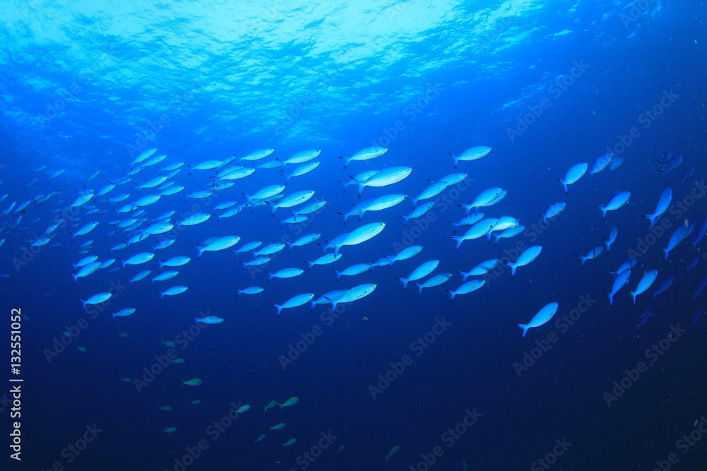 Poster Sardines fish shoal underwater