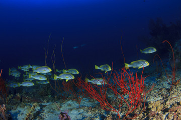 Naklejka na ściany i meble Underwater ocean coral reef and fish