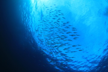 Sardines fish shoal underwater