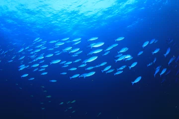 Wanddecoratie Onder water Sardines fish shoal underwater  © Richard Carey