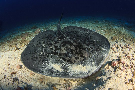 Marbled Ray stingray in Thailand