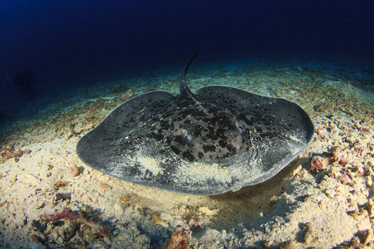 Marbled Ray stingray in Thailand