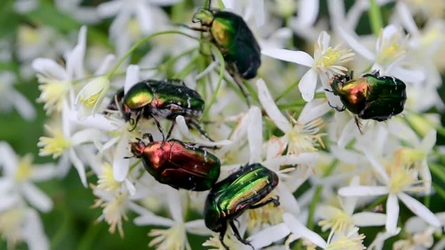 green dung-beetle (protaetia aeruginosa) bugs on white flowers. meadow summer insects, nature environment diversity 