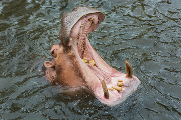 hippopotamus with mouth open