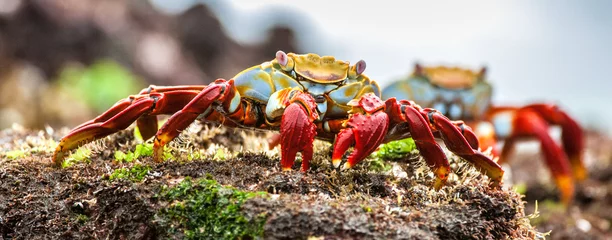 Foto op Canvas Rode Sally Lightfoot-krabben op een lavasteen. De wetenschappelijke naam van deze krabben is Grapsus Grapsus en de algemene naam is Sally Lightfoot Crabs of ook wel bekend als Red Rock Crabs. © Uryadnikov Sergey