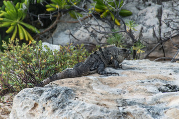 Mexico wildlife free iguana living lizard beach 2