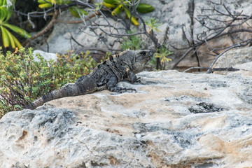 Mexico wildlife free iguana living lizard beach 3