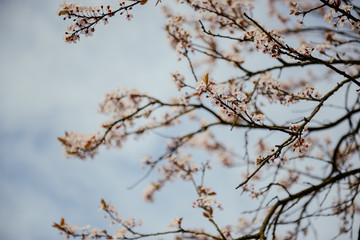 branches of a blossoming tree