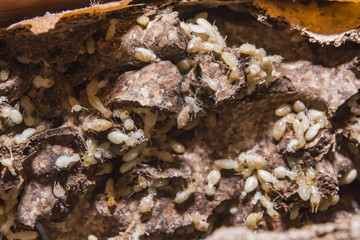 Close up termites or white ants destroyed